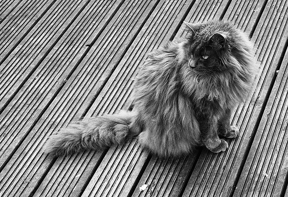 The Jacobite Steam Train