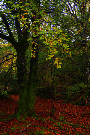 Dunstaffnage Castle Ruin