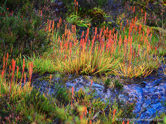 Wester Ross