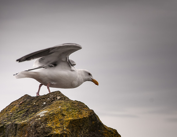 Oregon Coast - Tillamook to Newport