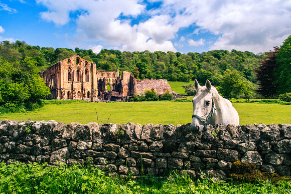 Rievaulx Abbey