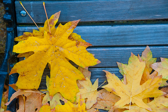 Ashland OR Nov 2011