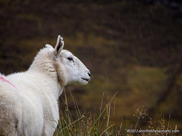 Wester Ross