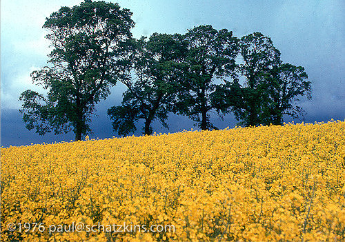 Mustard Field