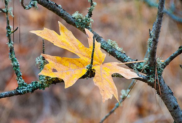 Ashland OR Nov 2011