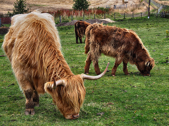 Highland Cattle