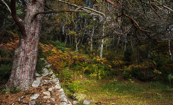 Loch An Eilein, Aviemore