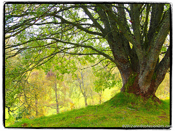 The Roads Thru Speyside