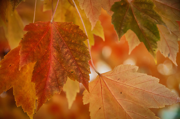 Porltand Nov 2011