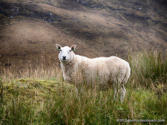 Wester Ross